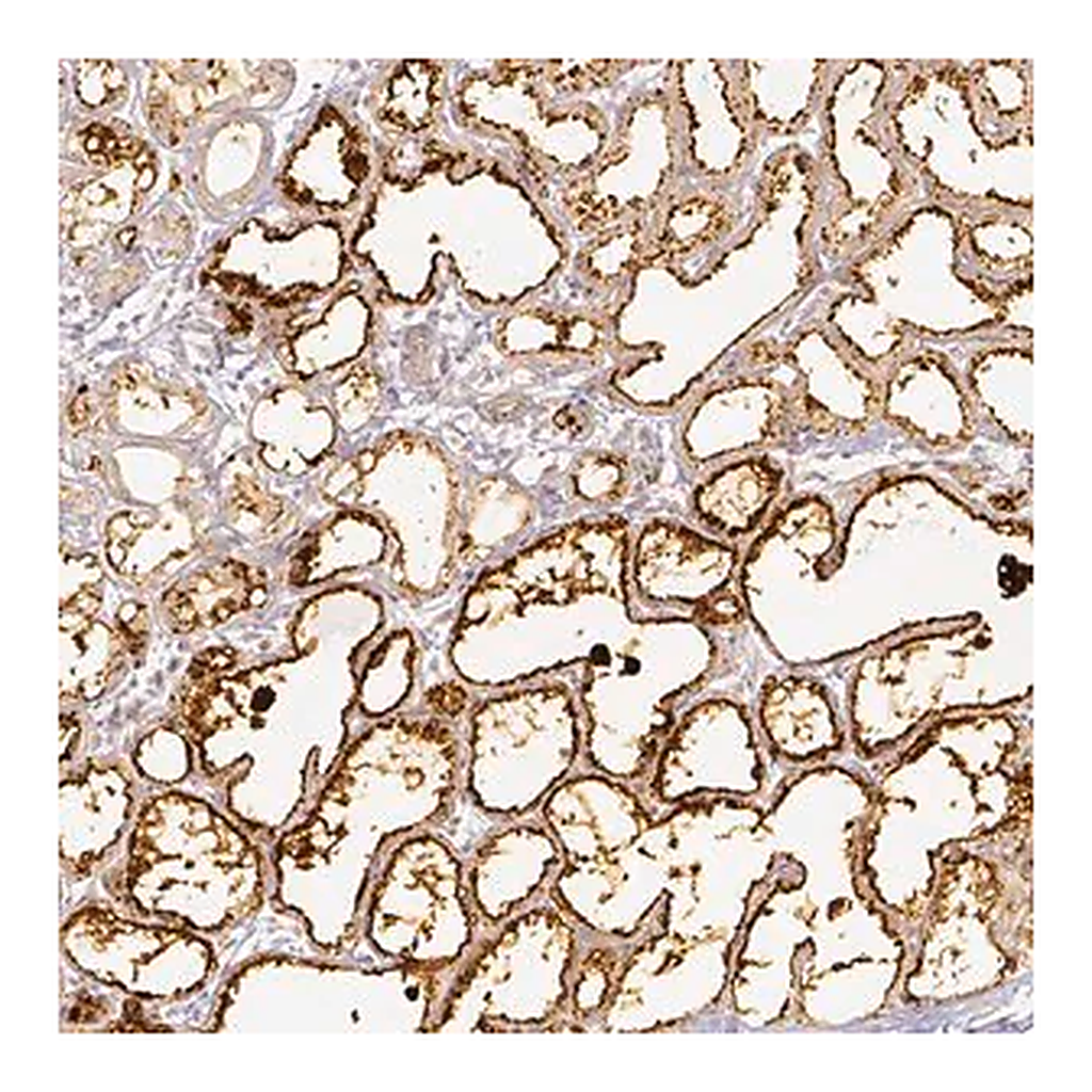 Merck Anti-PLIN2 antibody produced in rabbit