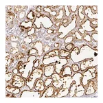 Merck Anti-PLIN2 antibody produced in rabbit