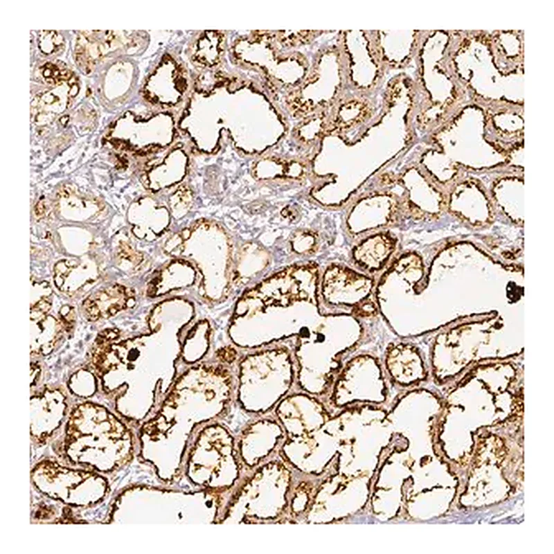 Merck Anti-PLIN2 antibody produced in rabbit