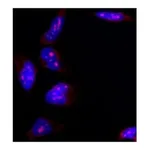 Merck Anti-B23 antibody, Mouse monoclonal