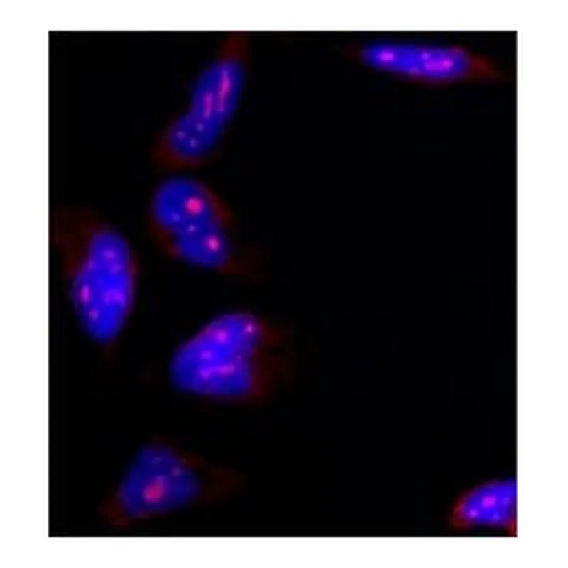 Merck Anti-B23 antibody, Mouse monoclonal