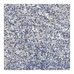 Merck Anti-NLRP3 antibody produced in rabbit