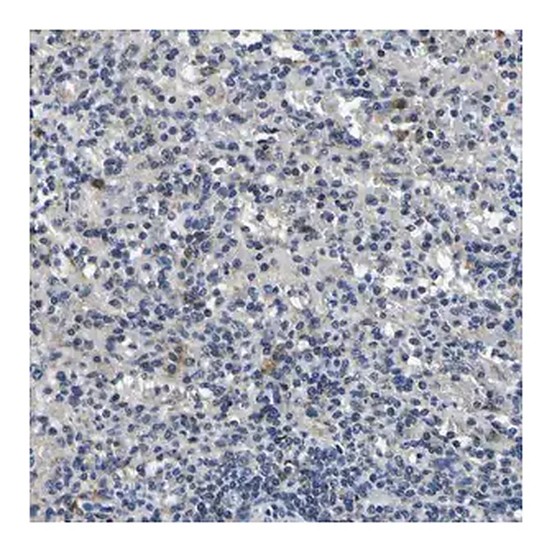 Merck Anti-NLRP3 antibody produced in rabbit