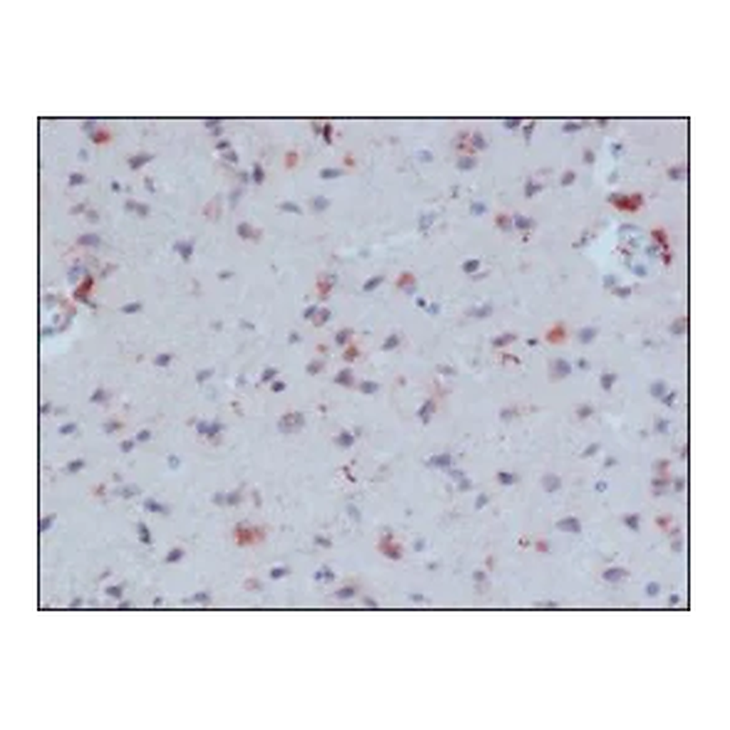 Merck Anti-β-Amyloid antibody, Mouse monoclonal