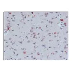 Merck Anti-β-Amyloid antibody, Mouse monoclonal