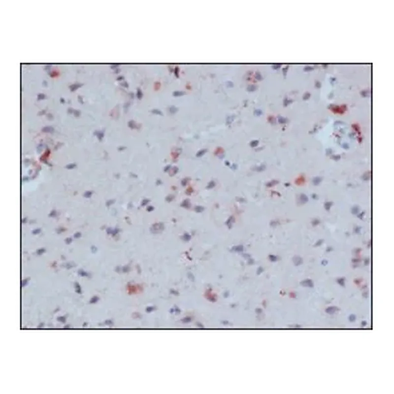 Merck Anti-β-Amyloid antibody, Mouse monoclonal