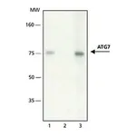 Merck Anti-ATG7 antibody produced in rabbit