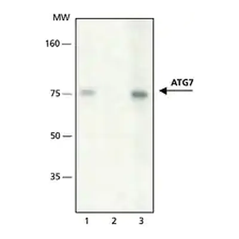 Merck Anti-ATG7 antibody produced in rabbit