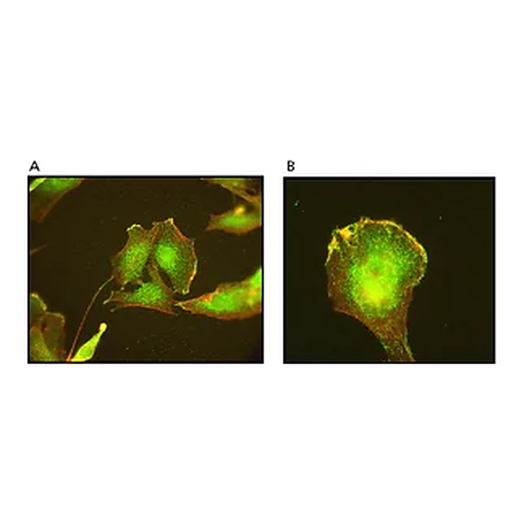 Merck Anti-ARP3 antibody, Mouse monoclonal