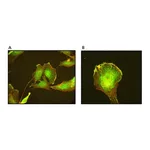 Merck Anti-ARP3 antibody, Mouse monoclonal