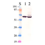 Merck Anti-Retinal Pigment Epithelium 65 Antibody