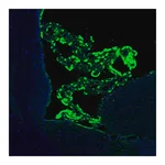 Merck Anti-SSR3 antibody produced in rabbit