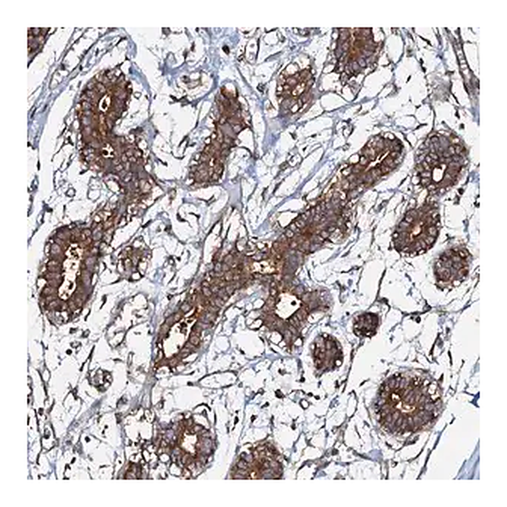 Merck Anti-OSBP antibody produced in rabbit