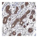 Merck Anti-OSBP antibody produced in rabbit