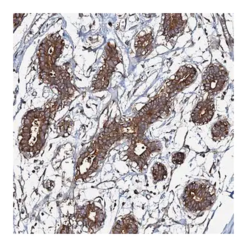 Merck Anti-OSBP antibody produced in rabbit