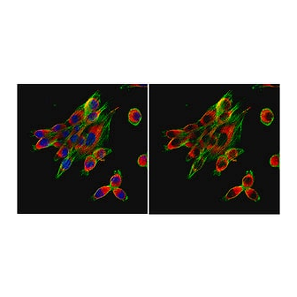 Merck Anti-Calnexin Antibody