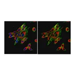 Merck Anti-Calnexin Antibody