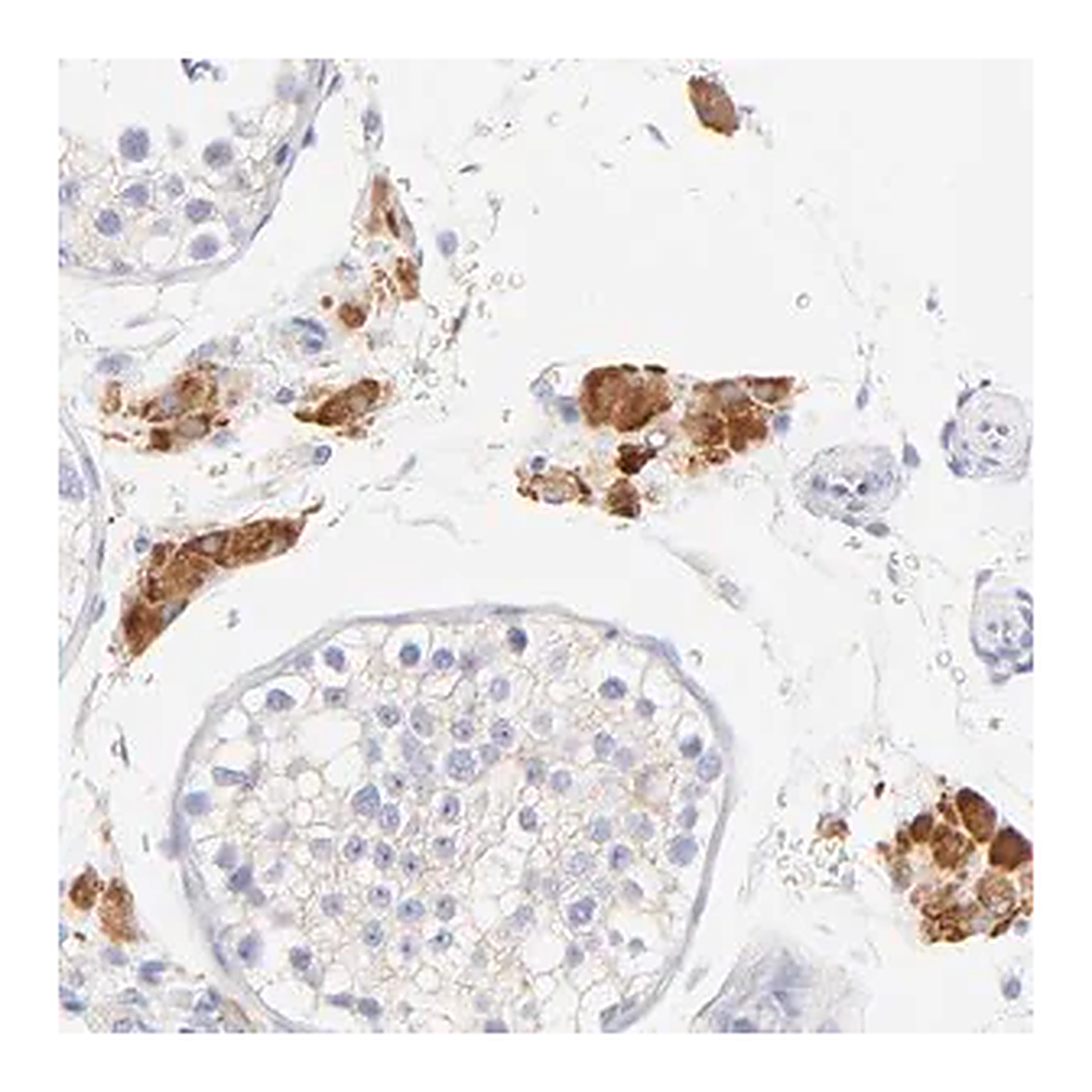 Merck Anti-EBP antibody produced in rabbit
