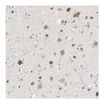 Merck Anti-RORB antibody produced in rabbit