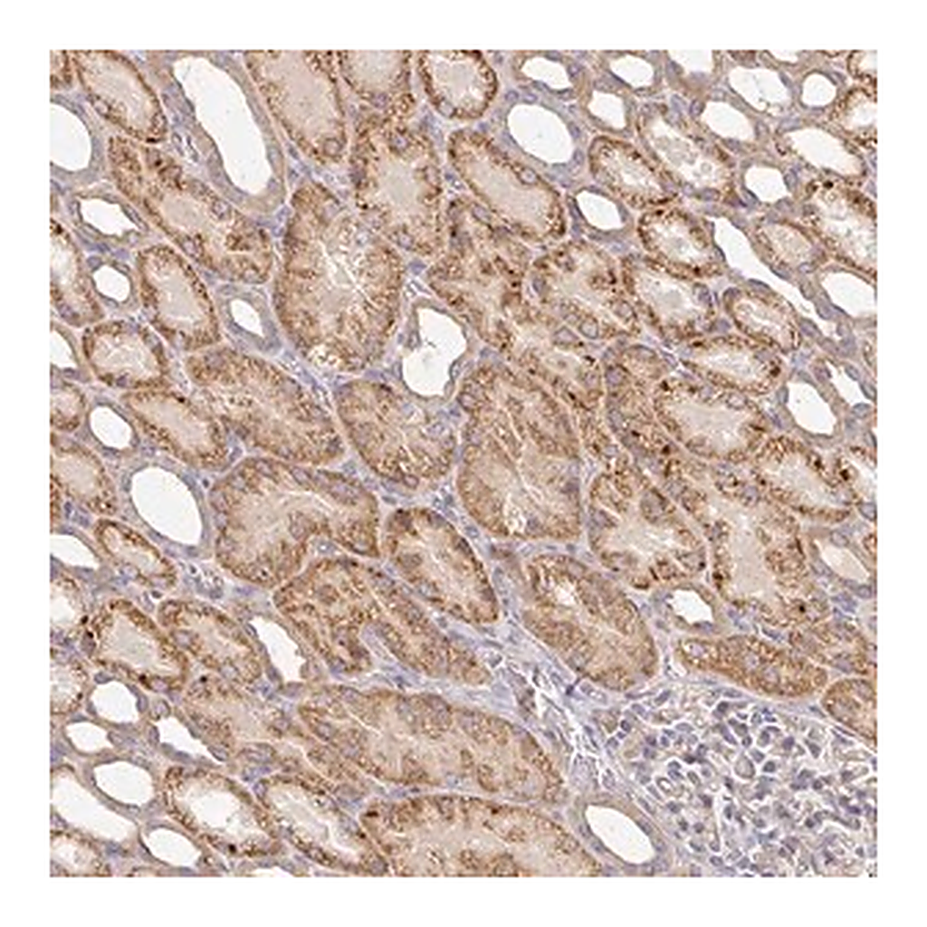 Merck Anti-IRAK2 antibody produced in rabbit