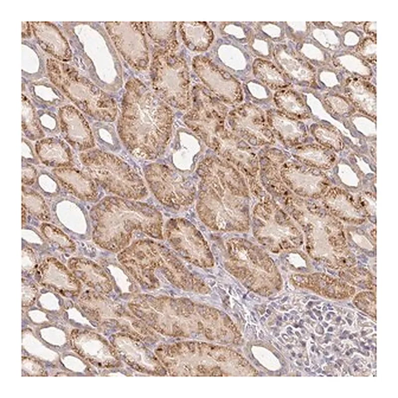 Merck Anti-IRAK2 antibody produced in rabbit
