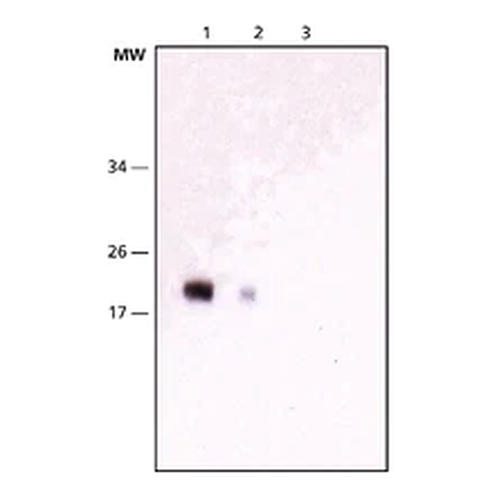 Merck Anti-NY-ESO-1 antibody, Mouse monoclonal