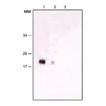 Merck Anti-NY-ESO-1 antibody, Mouse monoclonal