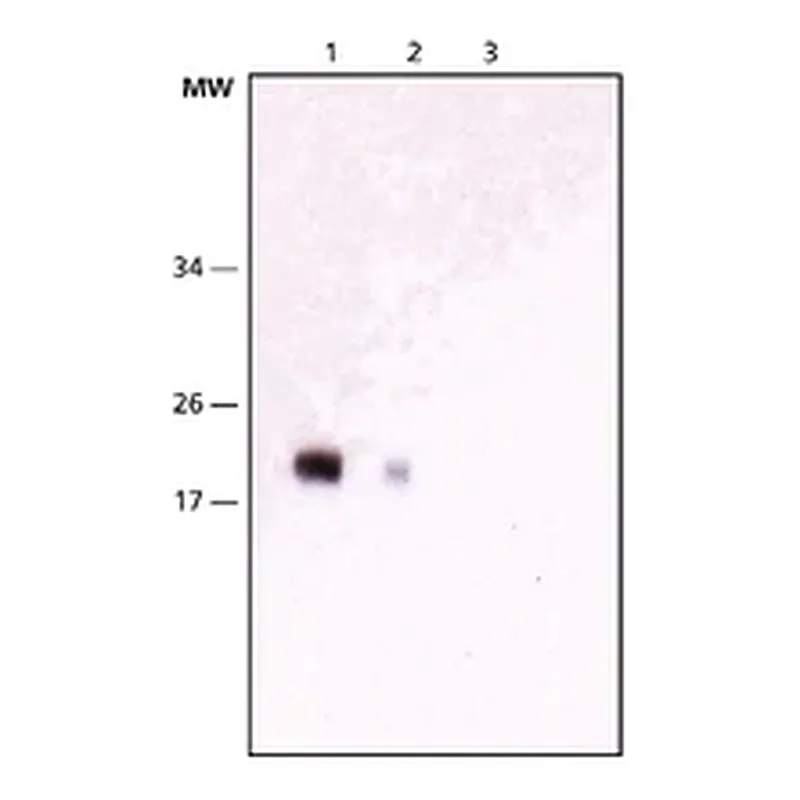 Merck Anti-NY-ESO-1 antibody, Mouse monoclonal