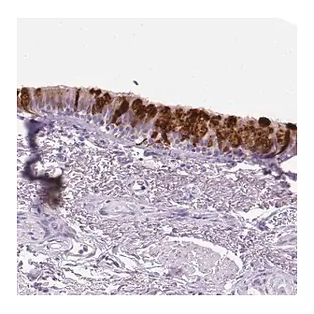 Merck Anti-SCGB1A1 antibody produced in rabbit