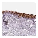 Merck Anti-SCGB1A1 antibody produced in rabbit