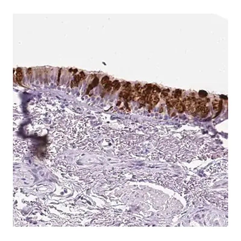 Merck Anti-SCGB1A1 antibody produced in rabbit
