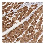 Merck Anti-MYH7 antibody produced in rabbit