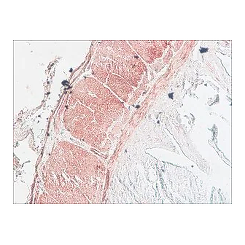 Merck Anti-Myosin Light Chain Kinase antibody, Mouse monoclonal