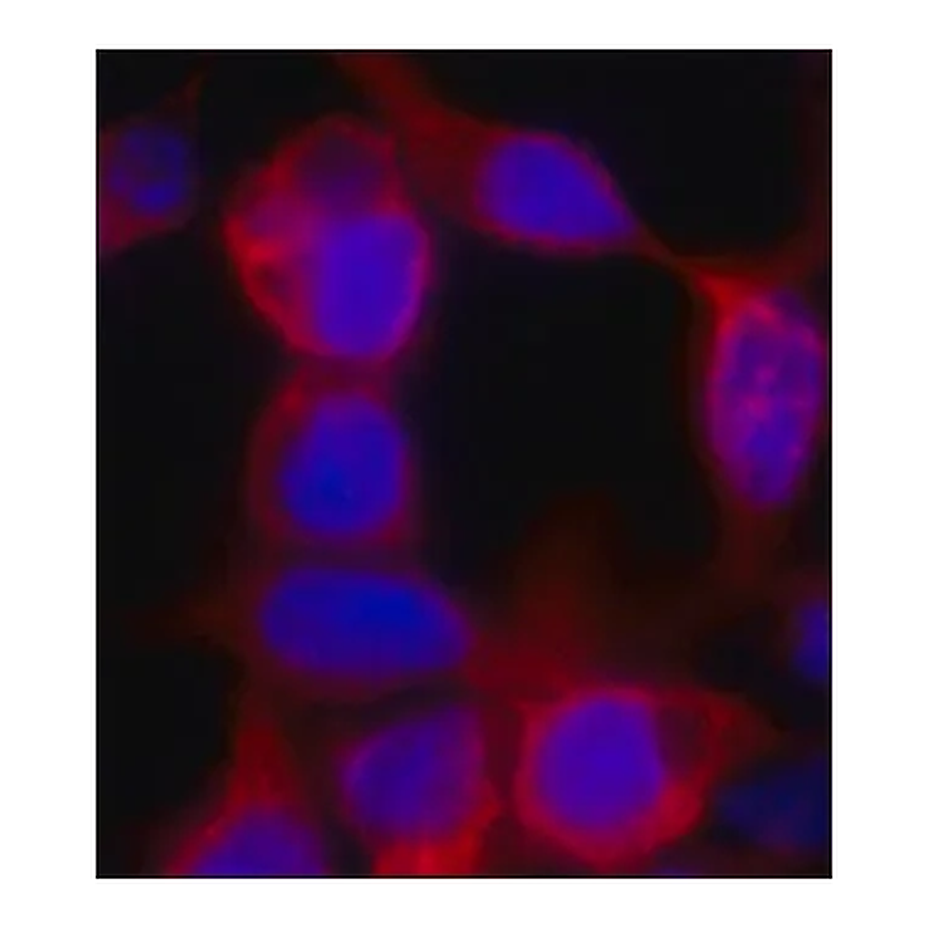 Merck Monoclonal Anti-polyHistidine antibody produced in mouse