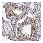 Merck Anti-SF1 antibody produced in rabbit