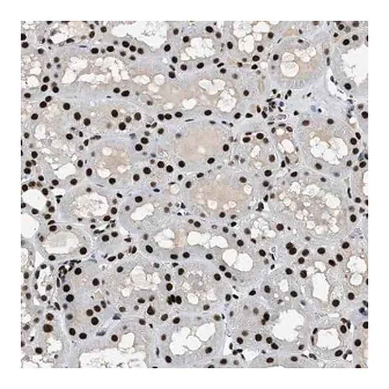 Merck Anti-ZBTB20 antibody produced in rabbit