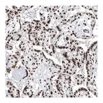 Merck Anti-BRD4 antibody produced in rabbit
