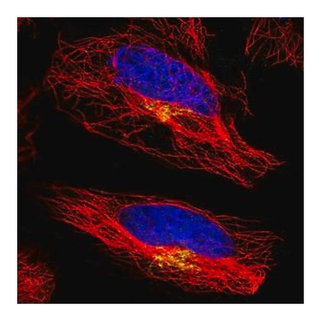 Merck Anti-ATP7A antibody produced in rabbit