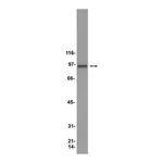 Merck Anti-HSP90 Antibody