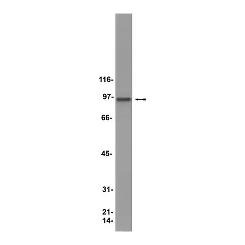 Merck Anti-HSP90 Antibody