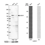 Merck Anti-LIMCH1 antibody produced in rabbit