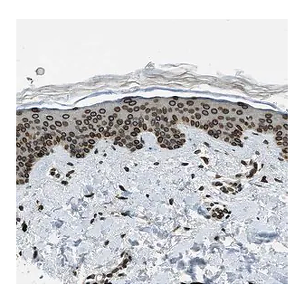 Merck Anti-LEMD2 antibody produced in rabbit