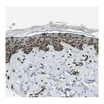 Merck Anti-LEMD2 antibody produced in rabbit