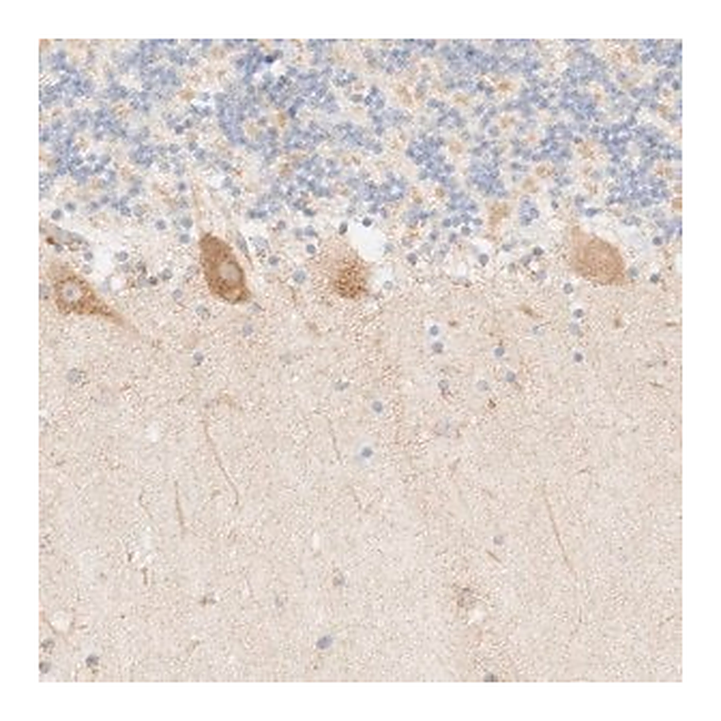 Merck Anti-MYO10 antibody produced in rabbit