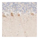 Merck Anti-MYO10 antibody produced in rabbit