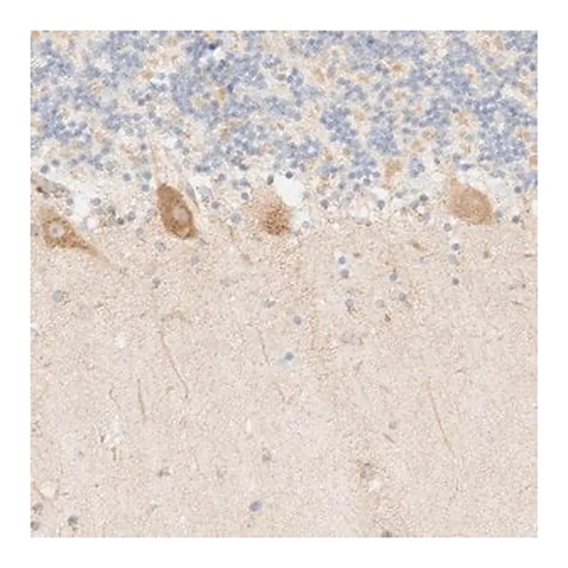 Merck Anti-MYO10 antibody produced in rabbit