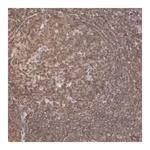 Merck Anti-HIF1A antibody produced in rabbit
