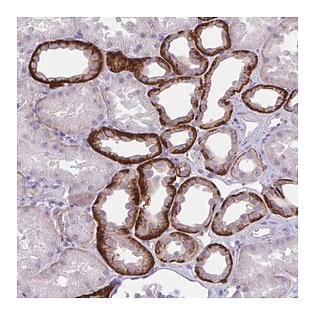 Merck Anti-WNT9B antibody produced in rabbit