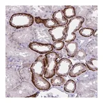 Merck Anti-WNT9B antibody produced in rabbit