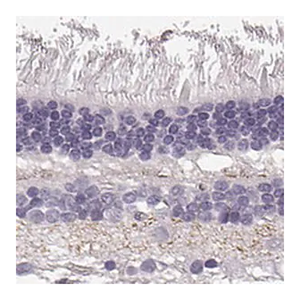 Merck Anti-SLC1A7 antibody produced in rabbit